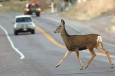deer2.png